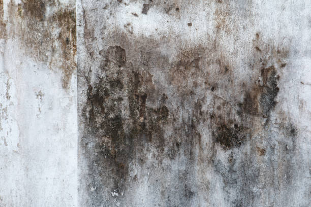 Best Emergency Mold Remediation  in Harrisville, UT