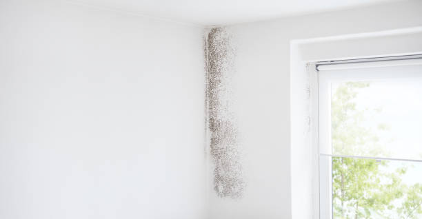 Mold Odor Removal Services in Harrisville, UT