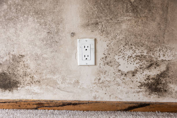 Best Mold Odor Removal Services  in Harrisville, UT