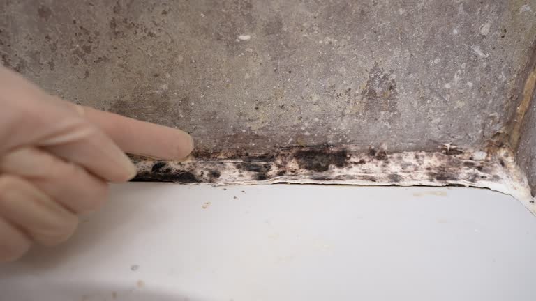 Best Basement Mold Removal  in Harrisville, UT