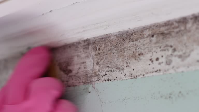  Harrisville, UT Mold Removal Pros